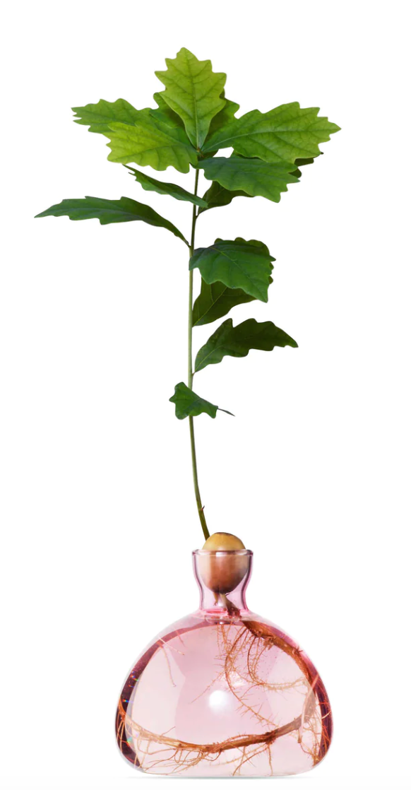 Glass Acorn Vase