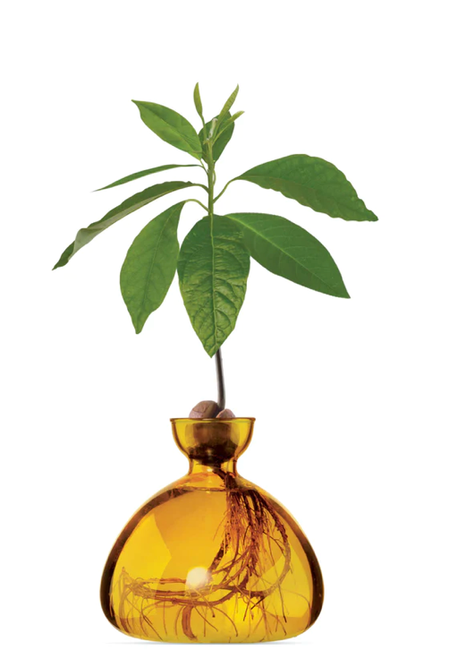 Glass Acorn Vase