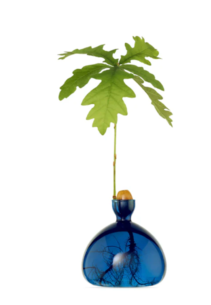 Glass Acorn Vase