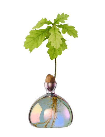 Bella Cucina - Glass Acorn Vase -