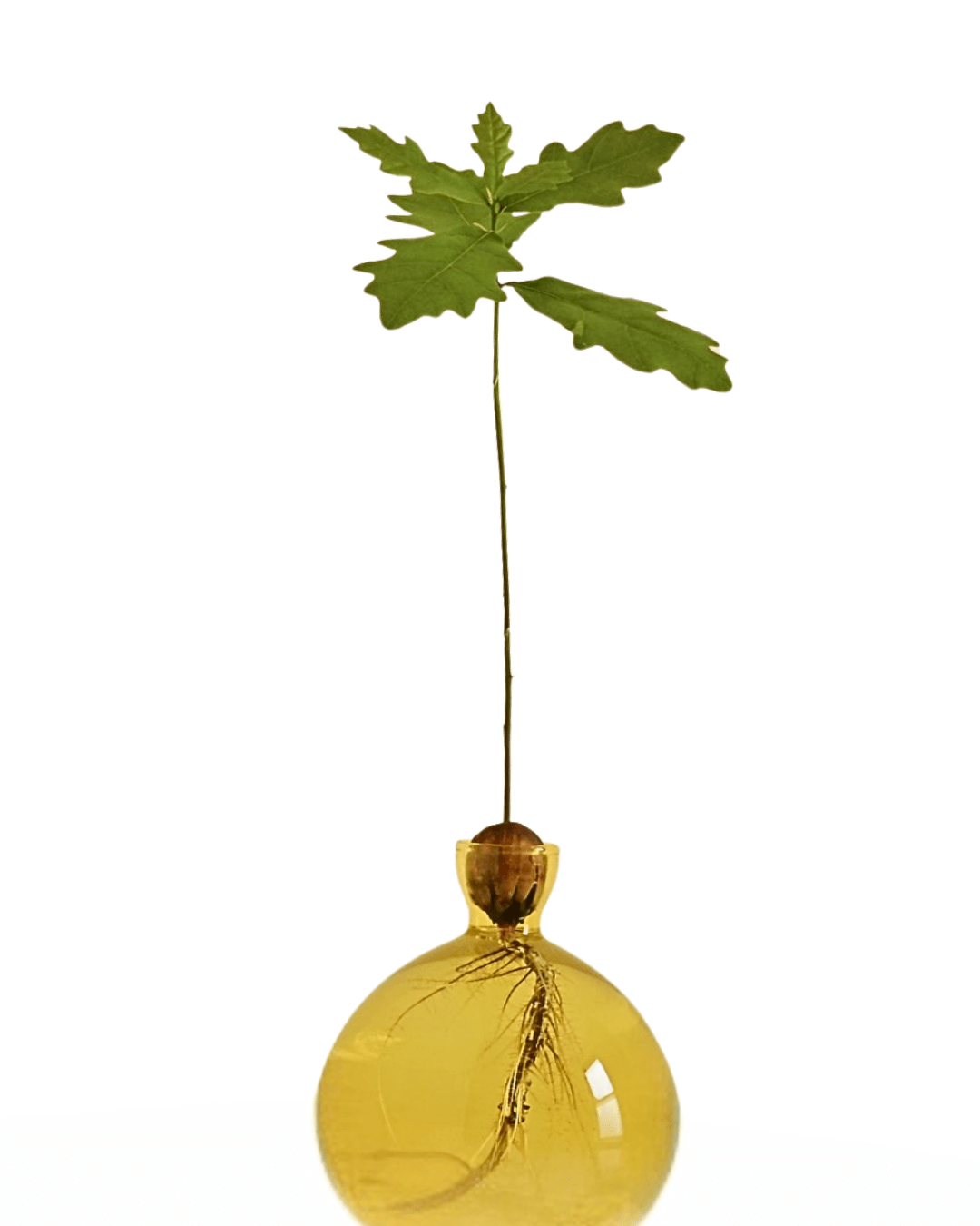 Germinated acorn seed with emerging root. A natural wonder for indoor and outdoor planting.