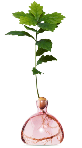 Bella Cucina - Glass Avocado Vase -