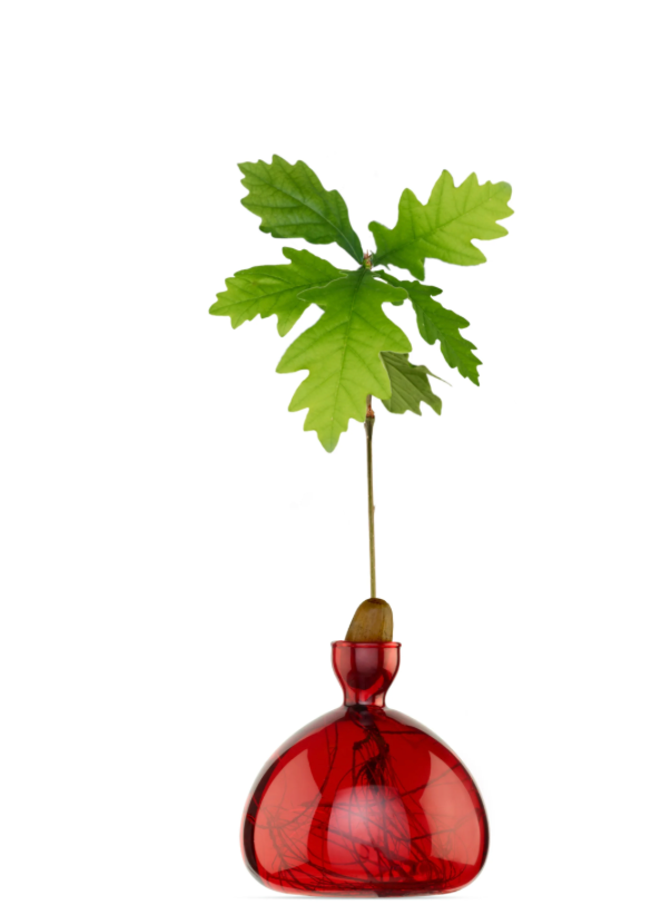 Glass Avocado Vase – a beautifully designed vase for growing avocado pits, available at Bella Cucina.