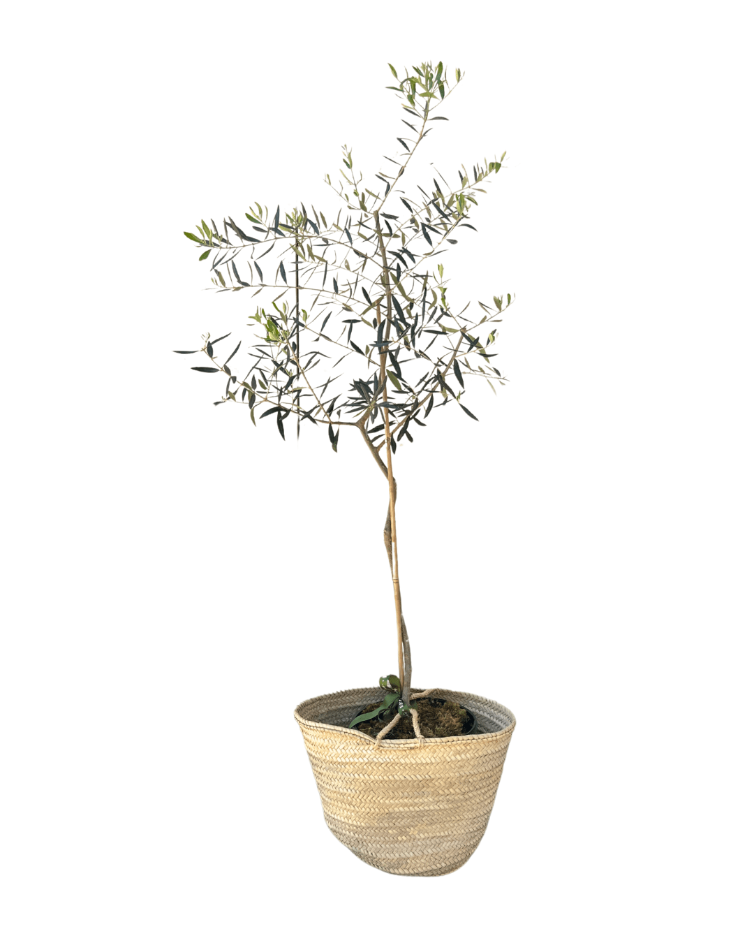 indoor olive tree plant Potted Olive Tree for Home & Garden Artisan Italian Pantry by Bella Cucina Medium