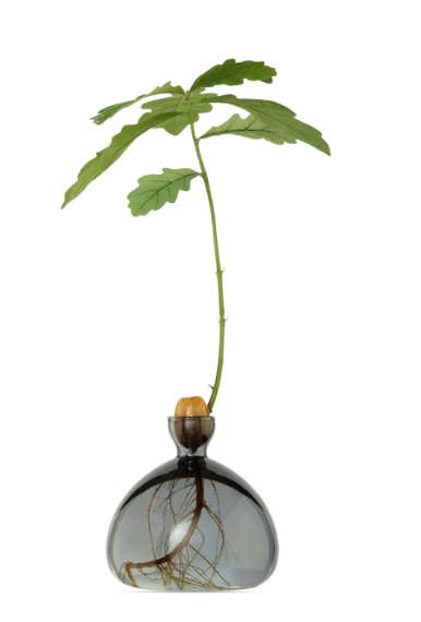 Glass Acorn Vase