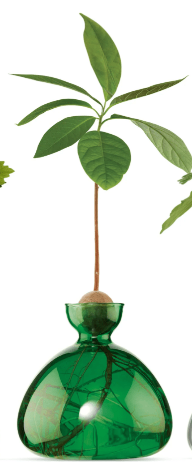 Bella Cucina - Glass Acorn Vase -