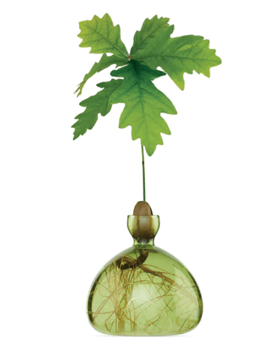 Bella Cucina - Glass Acorn Vase -