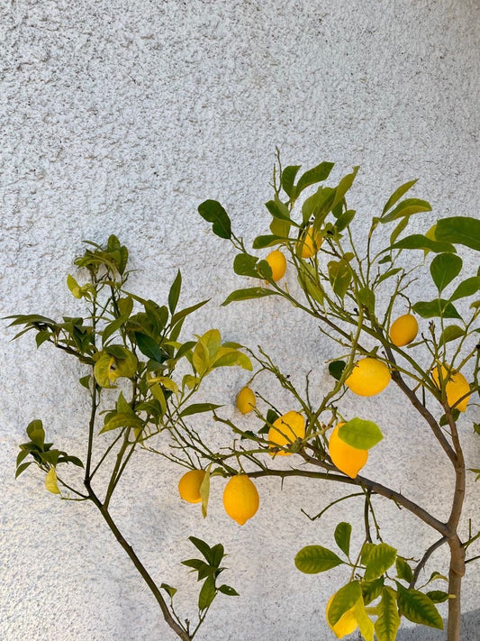 A Love Letter To Spring - Bella Cucina