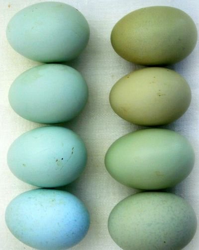 How to cook the perfect egg - Bella Cucina