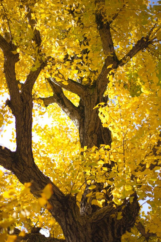 SUNDAY SLOWDOWN | The Soul Knows - Bella Cucina