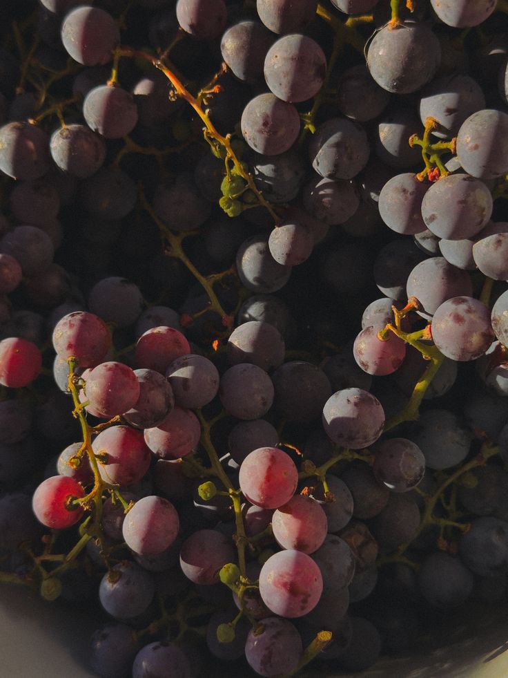 A HARVEST SEASON MENU
