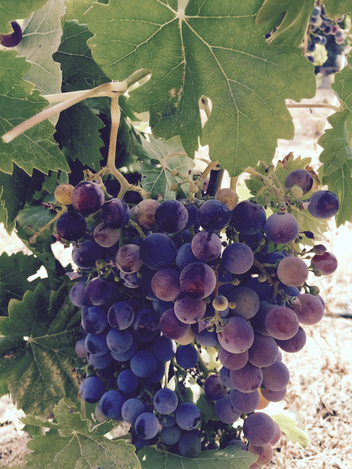 Wine grapes for Bella Cucina’s September La Vendemmia recipe menu
