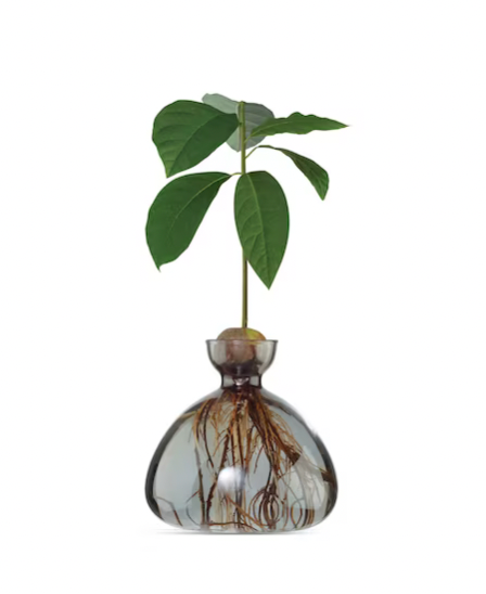 Glass Avocado Vase