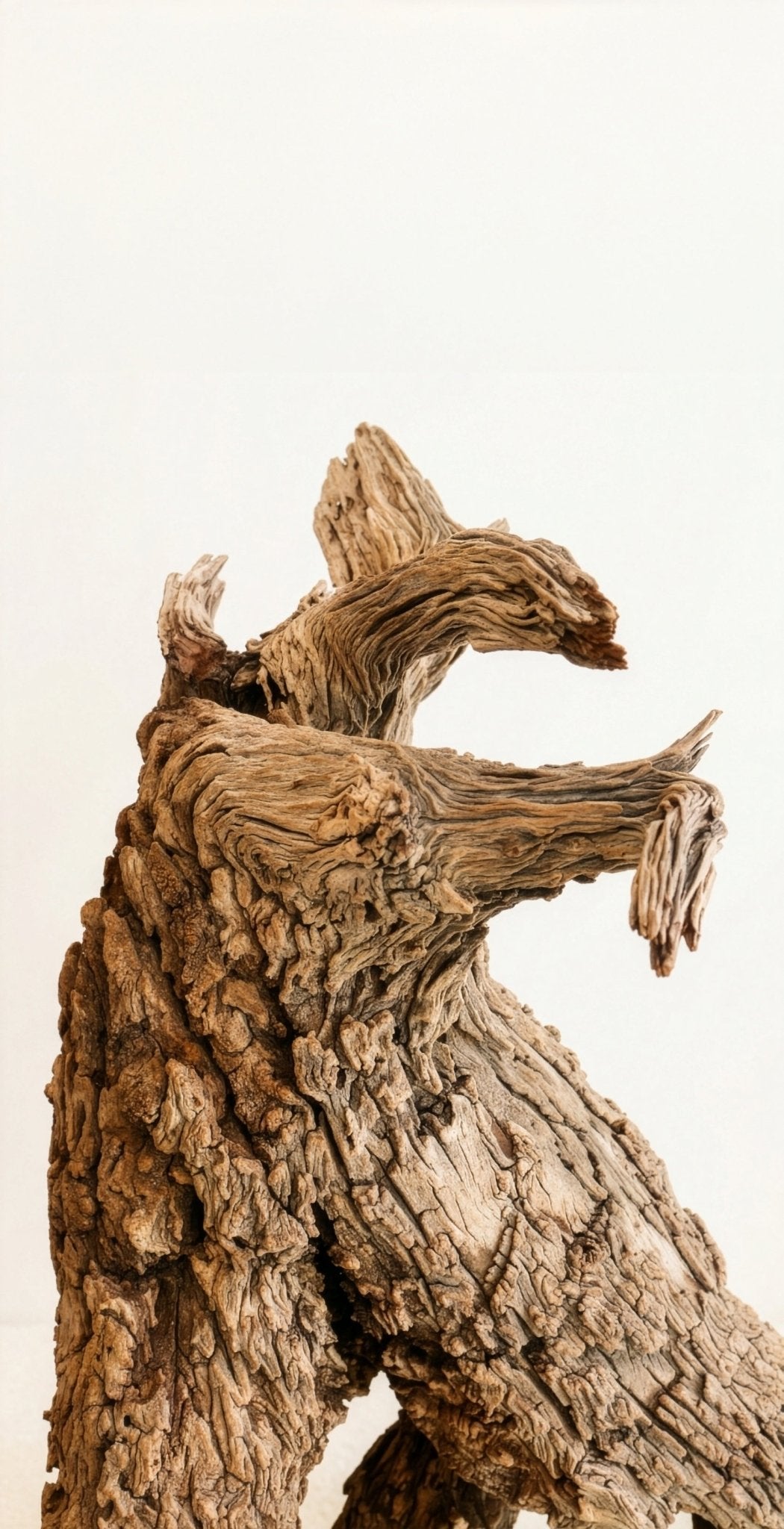 Antiques & Found Objects: The Root Sculpture – Bella Cucina