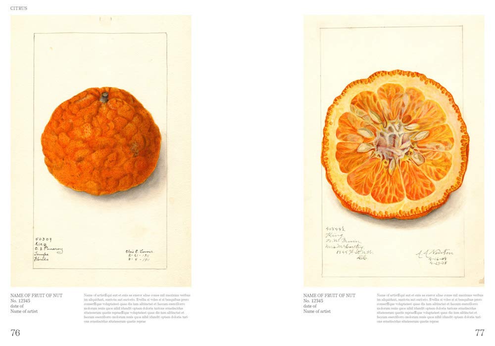 Books: Illustrated Catalog of American Fruits and Nuts by Bella Cucina – Books: Art