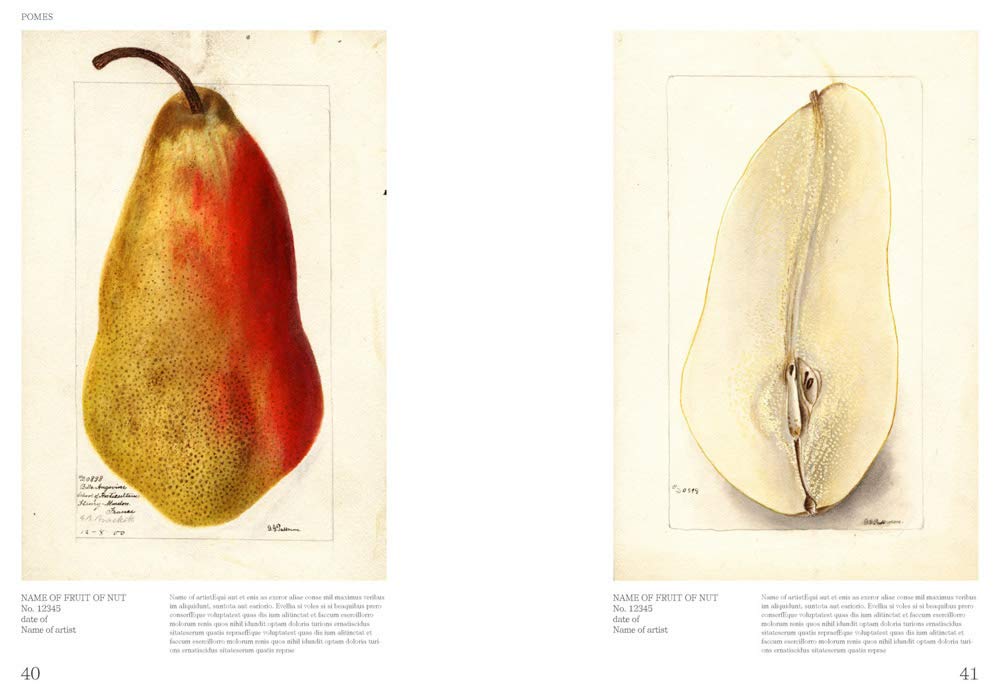 Books: Illustrated Catalog of American Fruits and Nuts by Bella Cucina – Books: Art