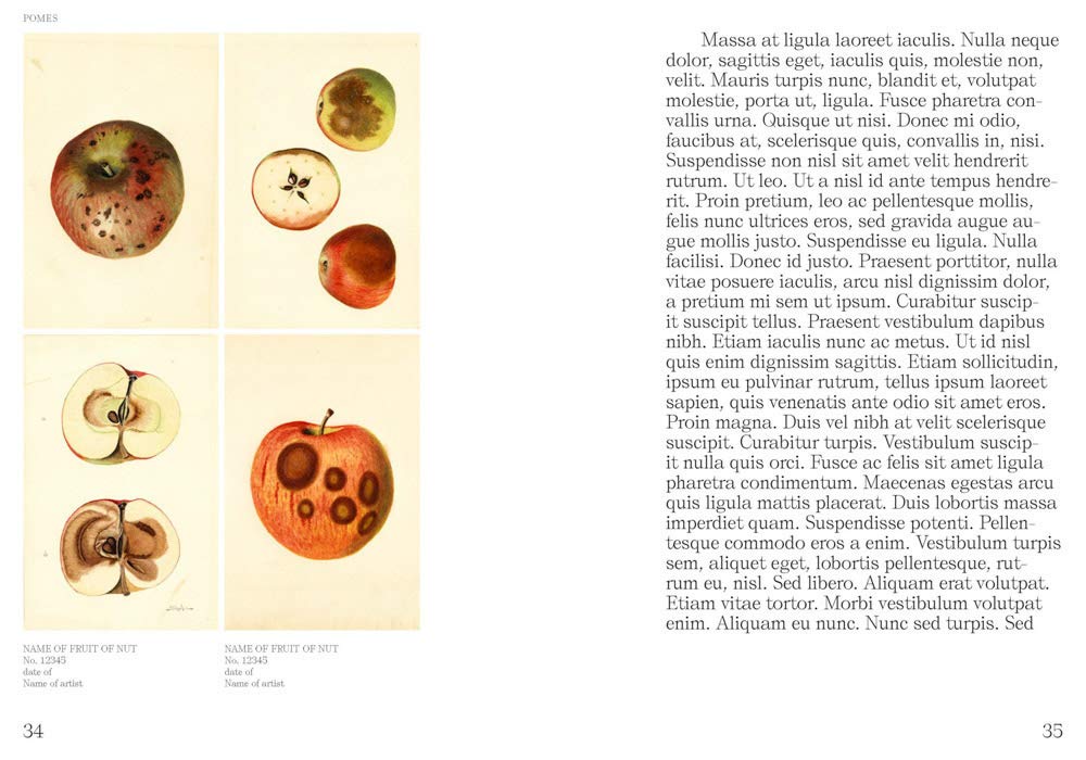 Books: Illustrated Catalog of American Fruits and Nuts by Bella Cucina – Books: Art
