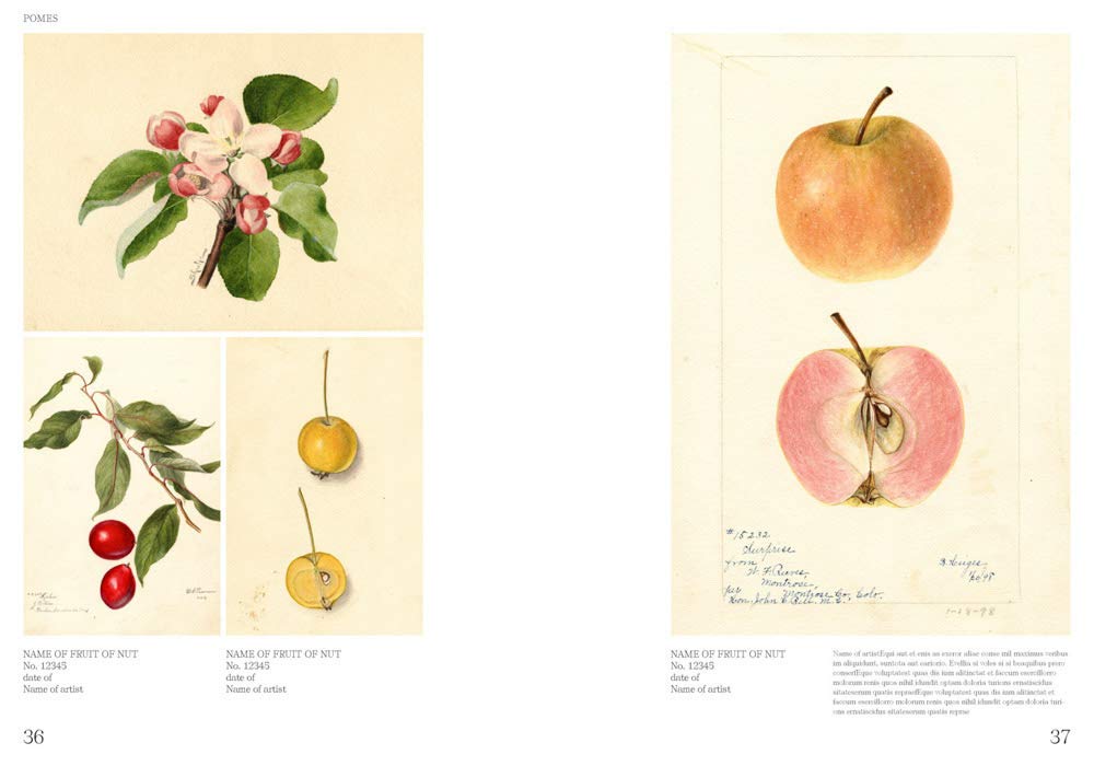 Books: Illustrated Catalog of American Fruits and Nuts by Bella Cucina – Books: Art