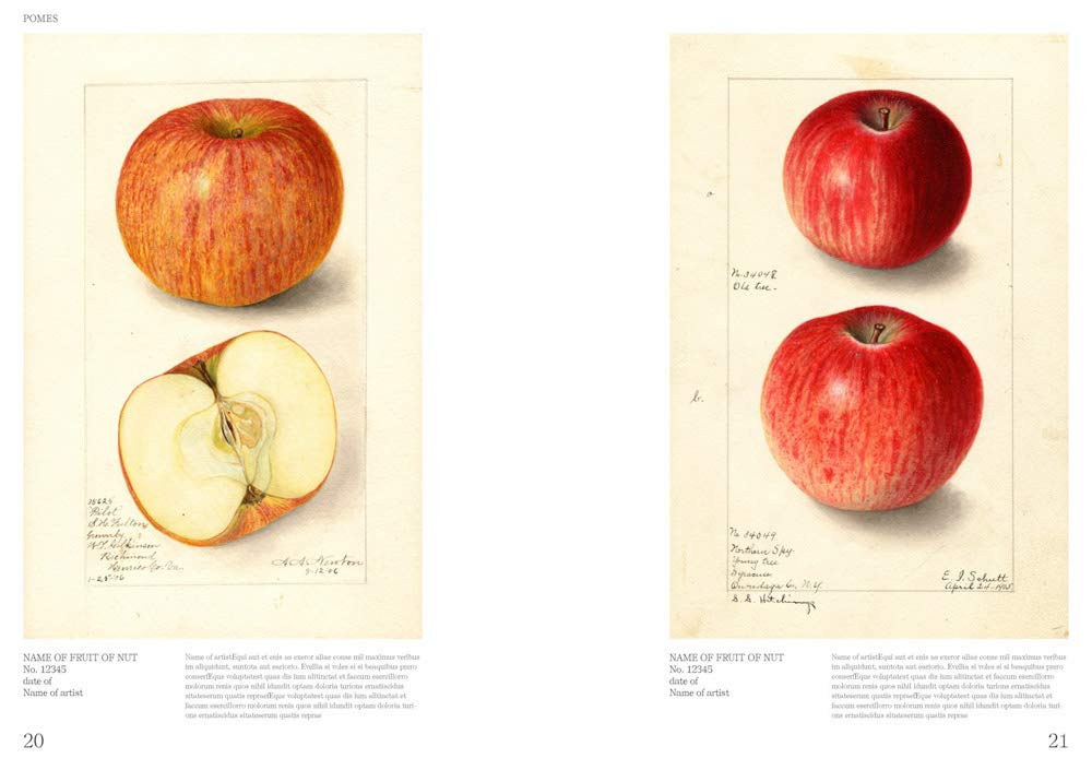 Books: Illustrated Catalog of American Fruits and Nuts by Bella Cucina – Books: Art