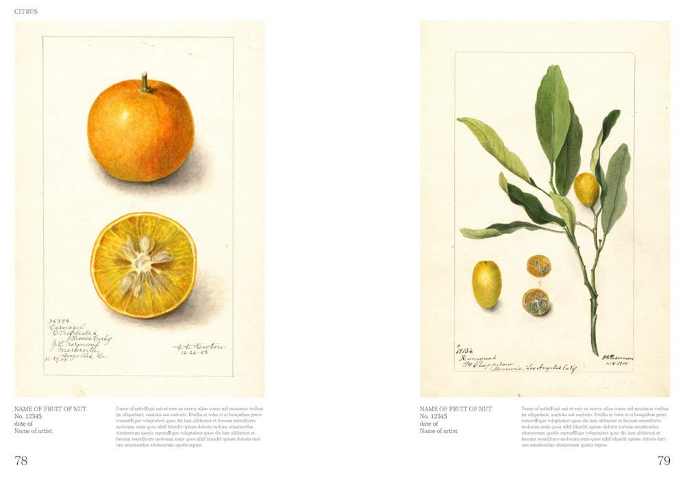 Books: Illustrated Catalog of American Fruits and Nuts by Bella Cucina – Books: Art