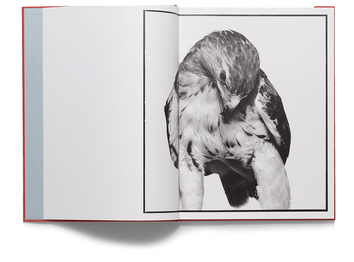 Books: See No Evil by Neil Selkirk by Bella Cucina – Books: Photography
