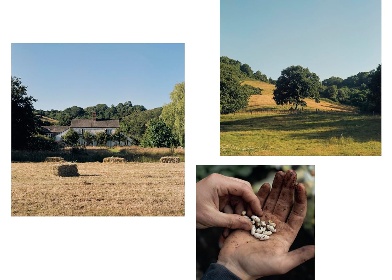 Books: The Farm Table by Julius Roberts by Bella Cucina – Book