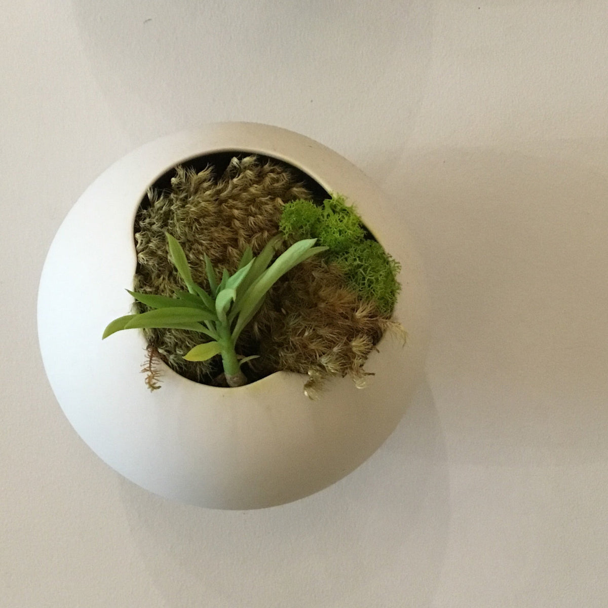 For the Home: Hanging Wall Planter with Plant, Small by Bella Cucina – For the Home: Planters
