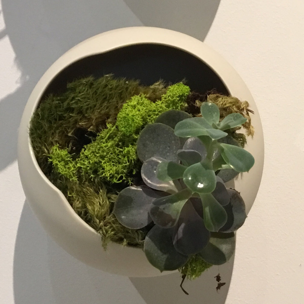 For the Home: Hanging Wall Planters with Live Plants, Set of 9, Large by Bella Cucina – For the Home: Planters
