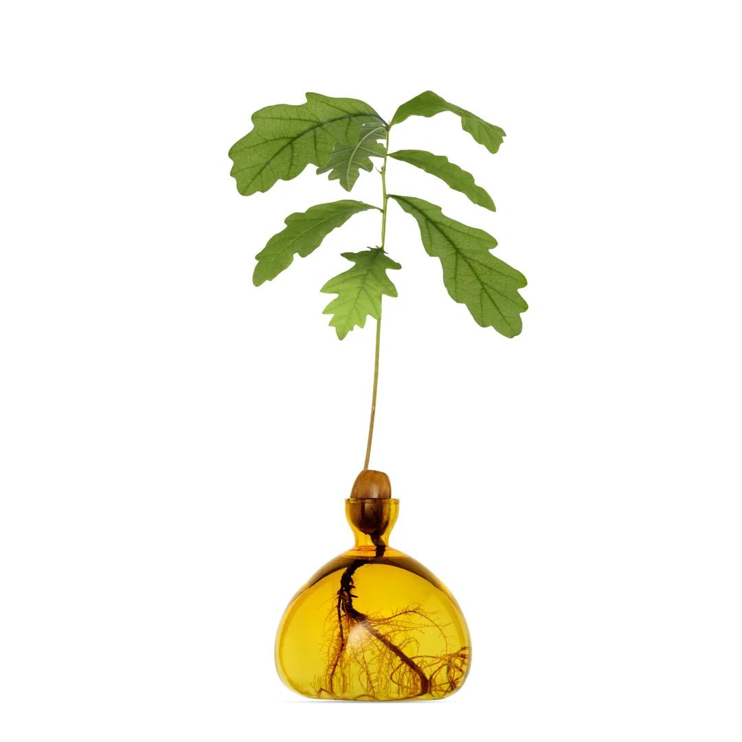 Glass Acorn Vase by Bella Cucina – Vase