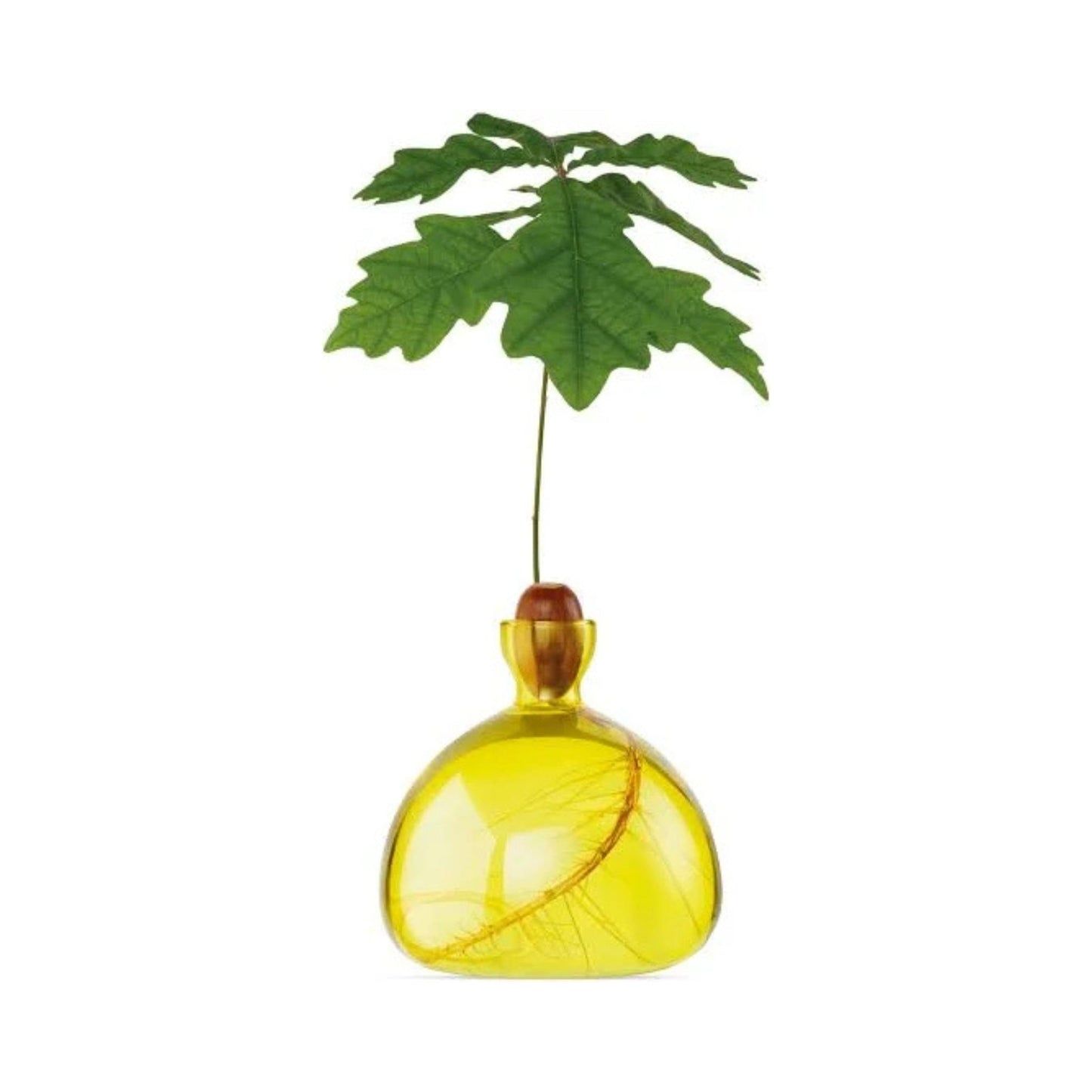 Glass Acorn Vase by Bella Cucina – Vase