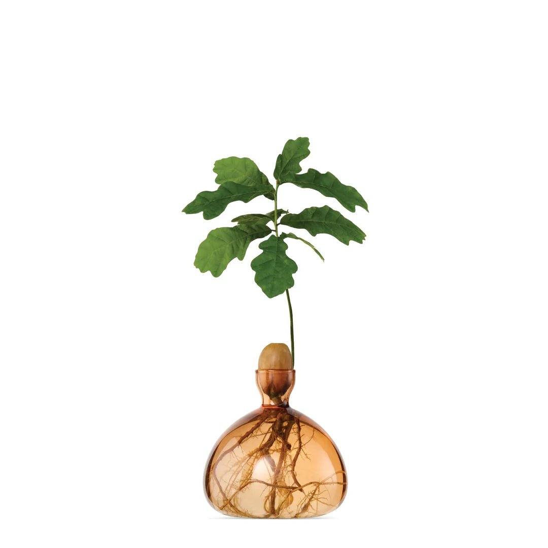 Glass Acorn Vase by Bella Cucina – Vase