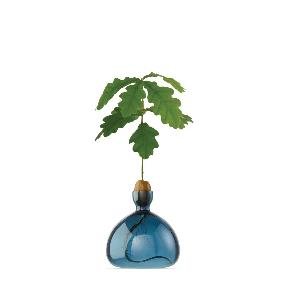 Glass Acorn Vase by Bella Cucina – Vase