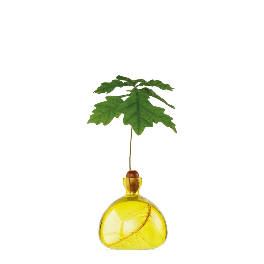 Glass Acorn Vase by Bella Cucina – Vase