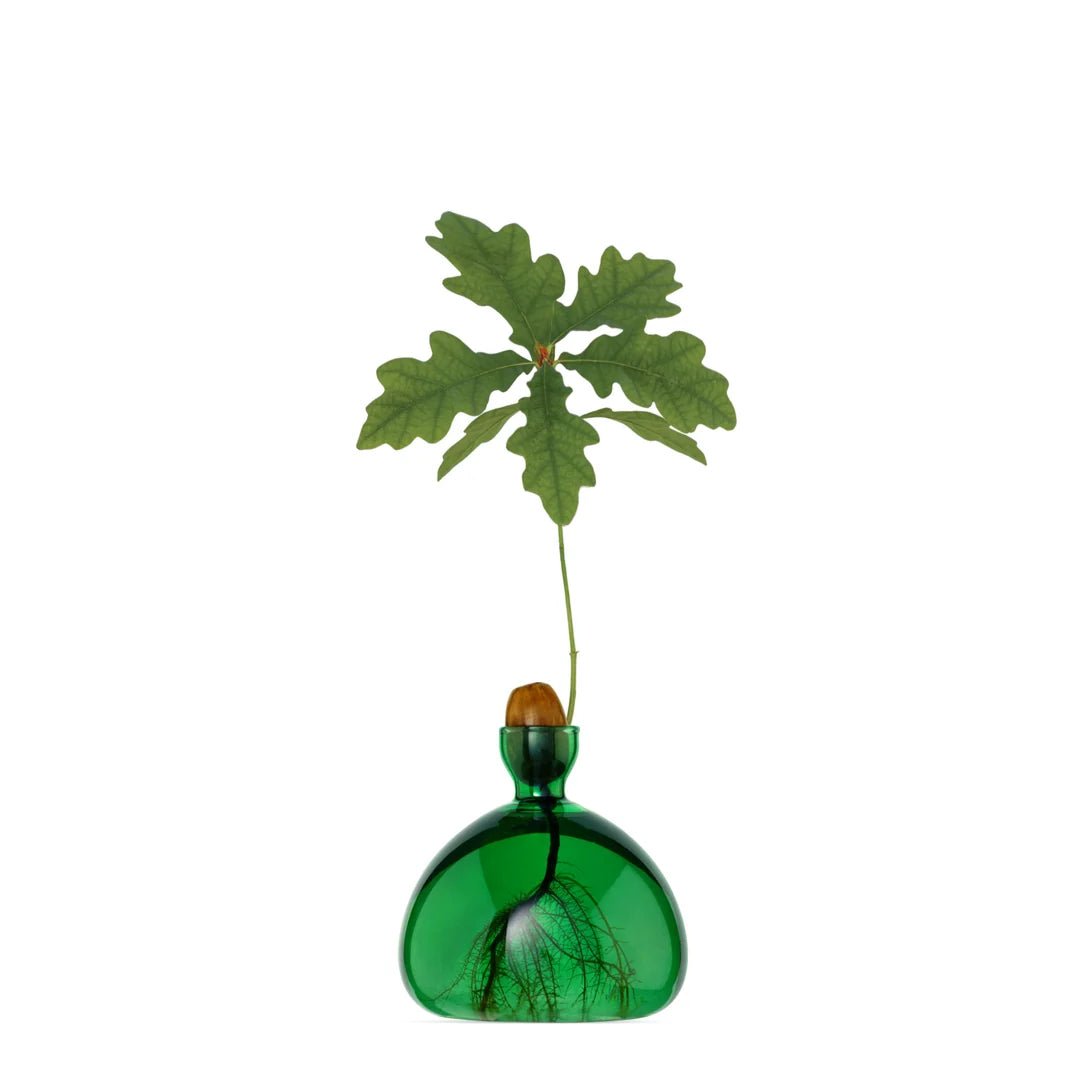 Glass Acorn Vase by Bella Cucina – Vase