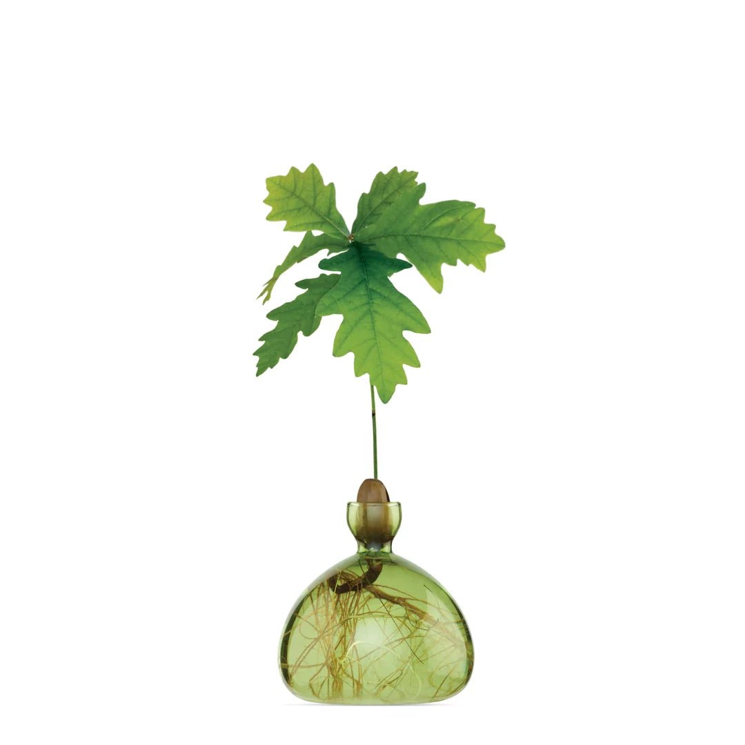 Glass Acorn Vase by Bella Cucina – Vase
