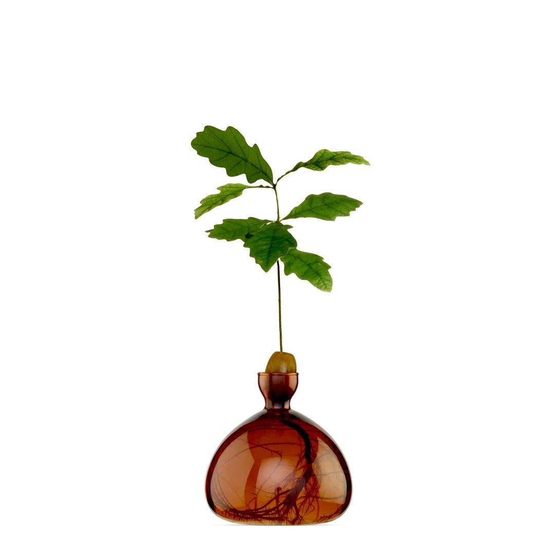 Glass Acorn Vase by Bella Cucina – Vase