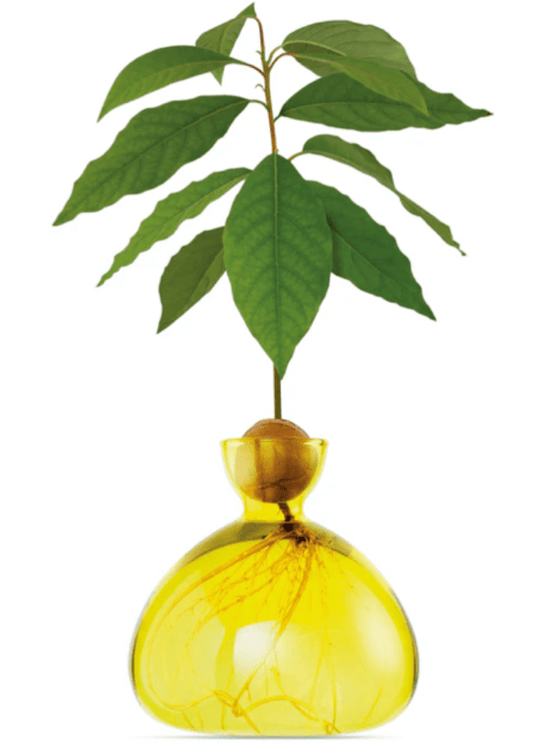 Bella Cucina - Glass Avocado Vase - 