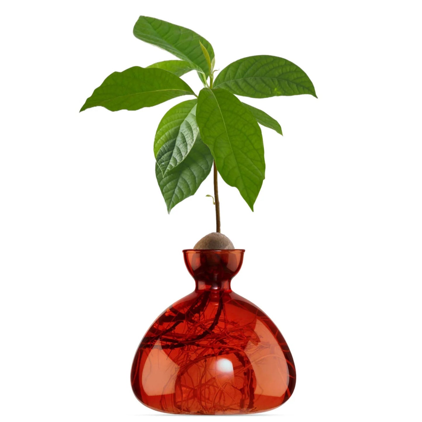 Bella Cucina - Glass Avocado Vase - 