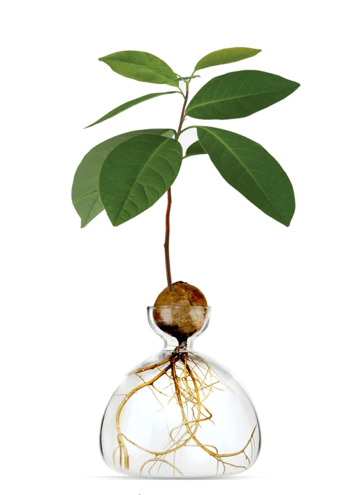 Bella Cucina - Glass Avocado Vase - 