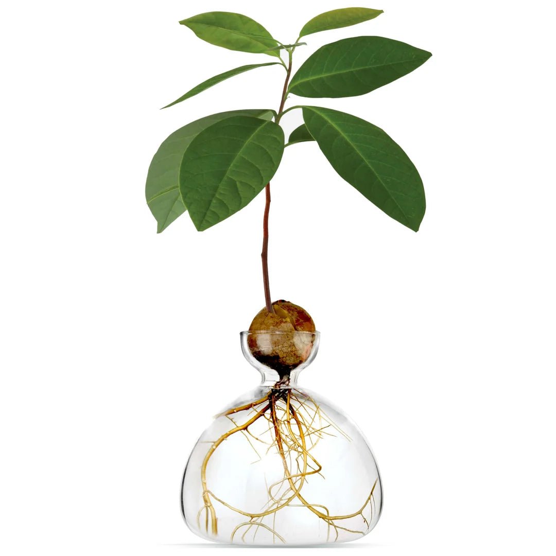 Glass Avocado Vase by Bella Cucina – Vase
