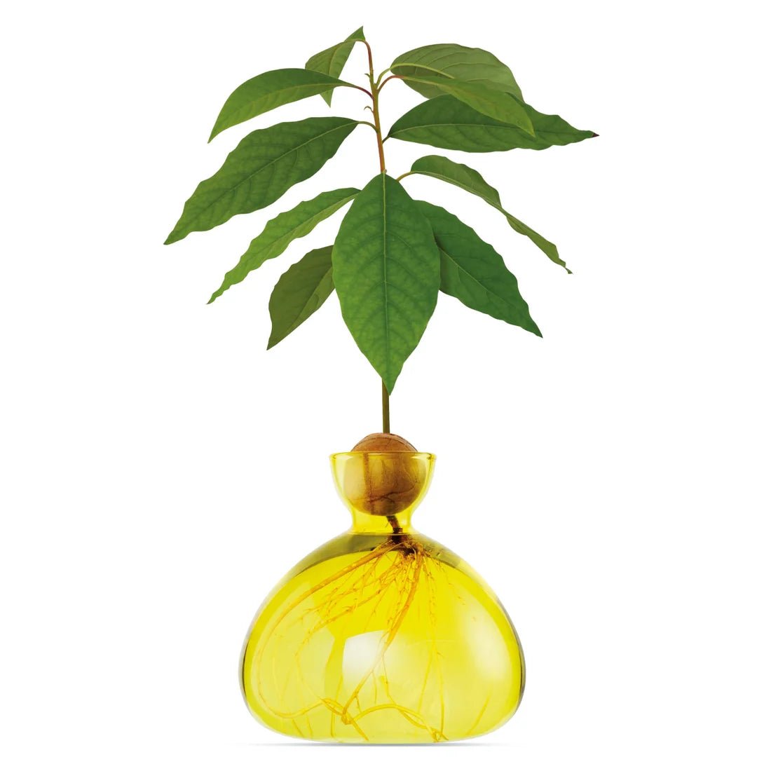 Glass Avocado Vase by Bella Cucina – Vase