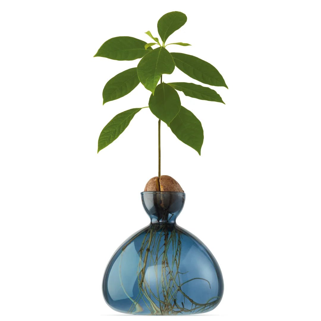 Glass Avocado Vase by Bella Cucina – Vase