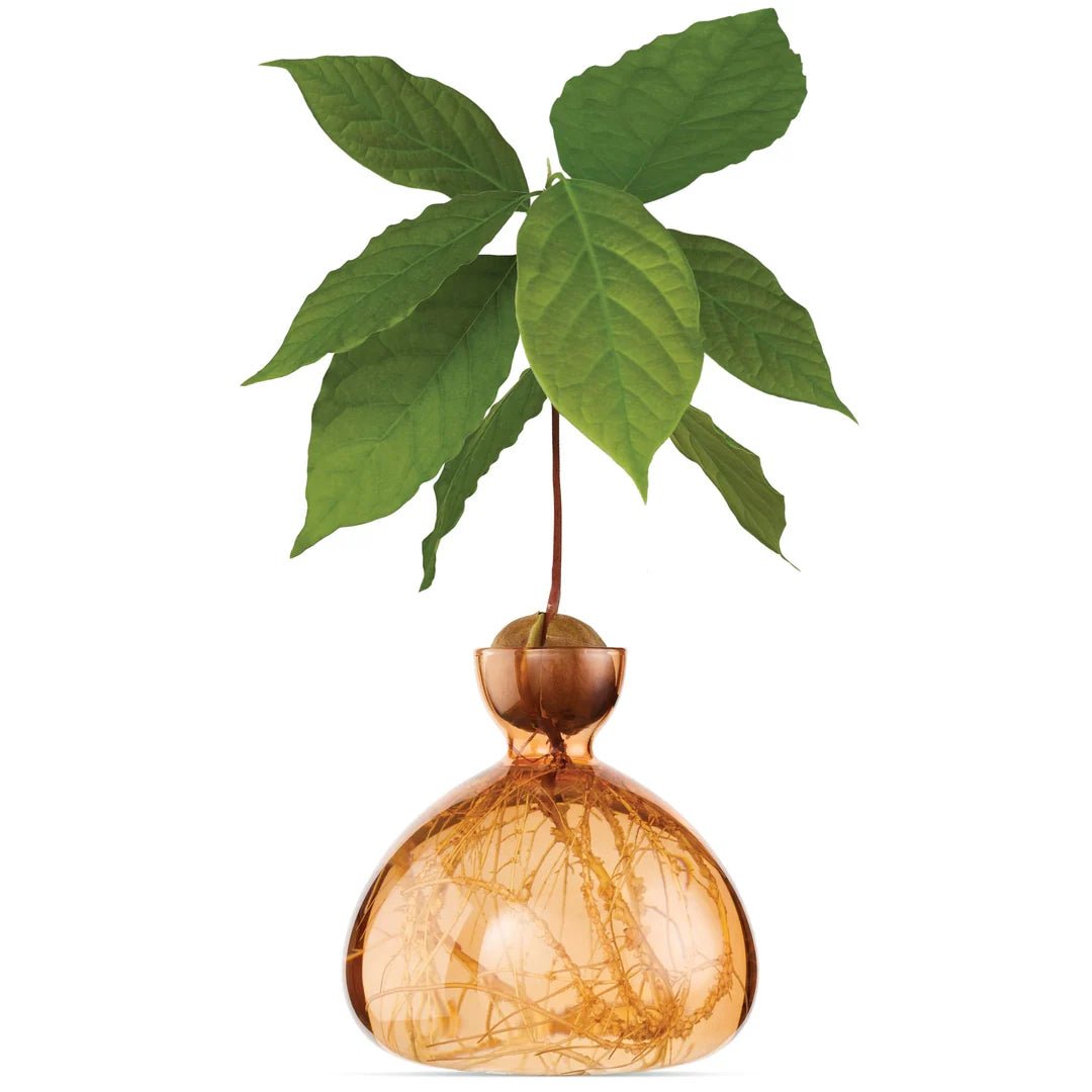 Glass Avocado Vase by Bella Cucina – Vase
