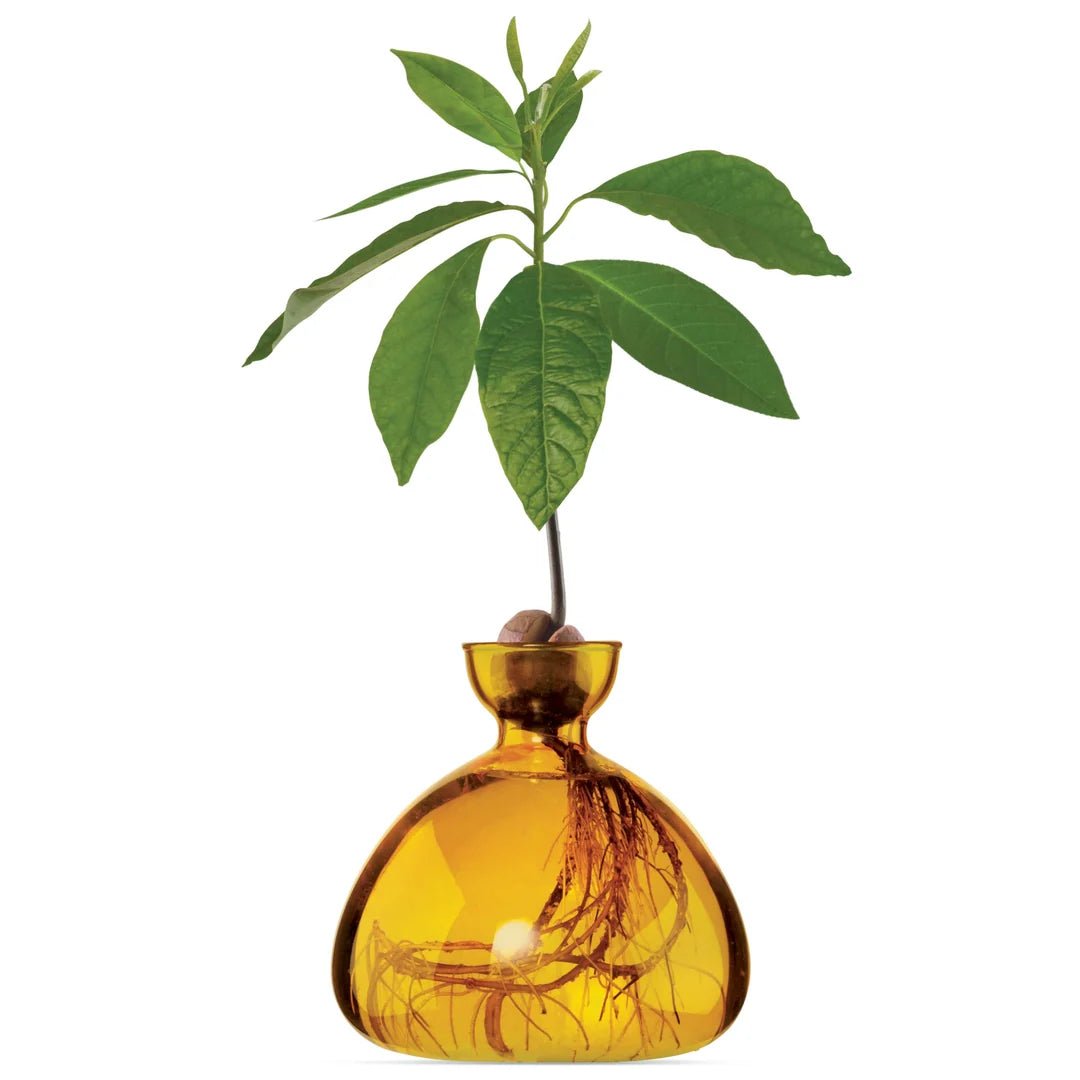 Glass Avocado Vase by Bella Cucina – Vase