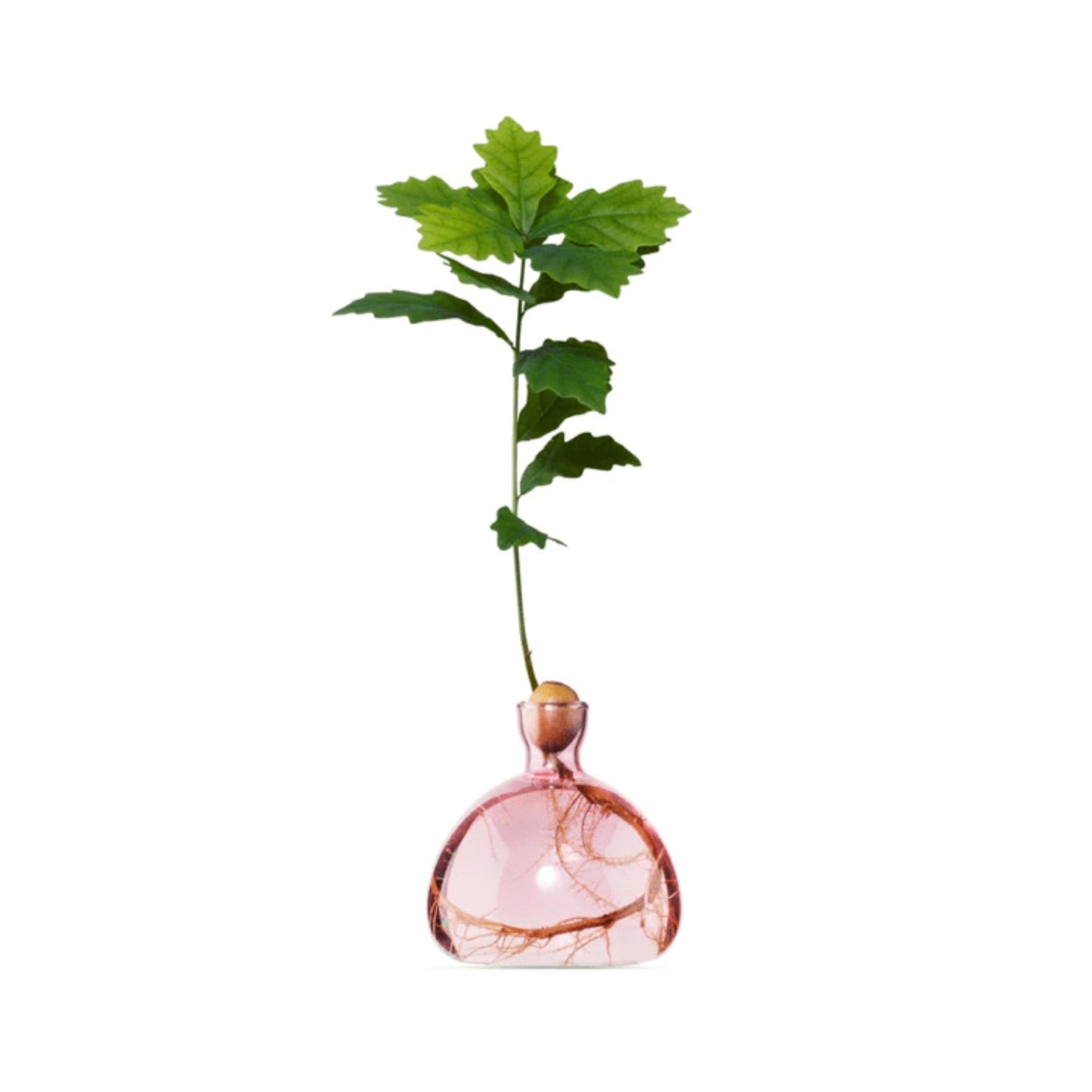 Glass Avocado Vase by Bella Cucina – Vase