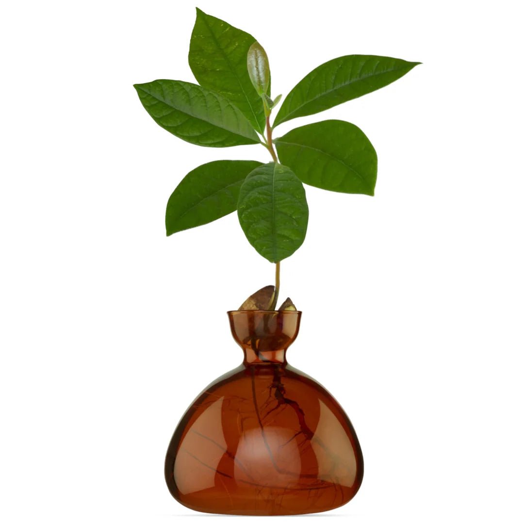 Glass Avocado Vase by Bella Cucina – Vase