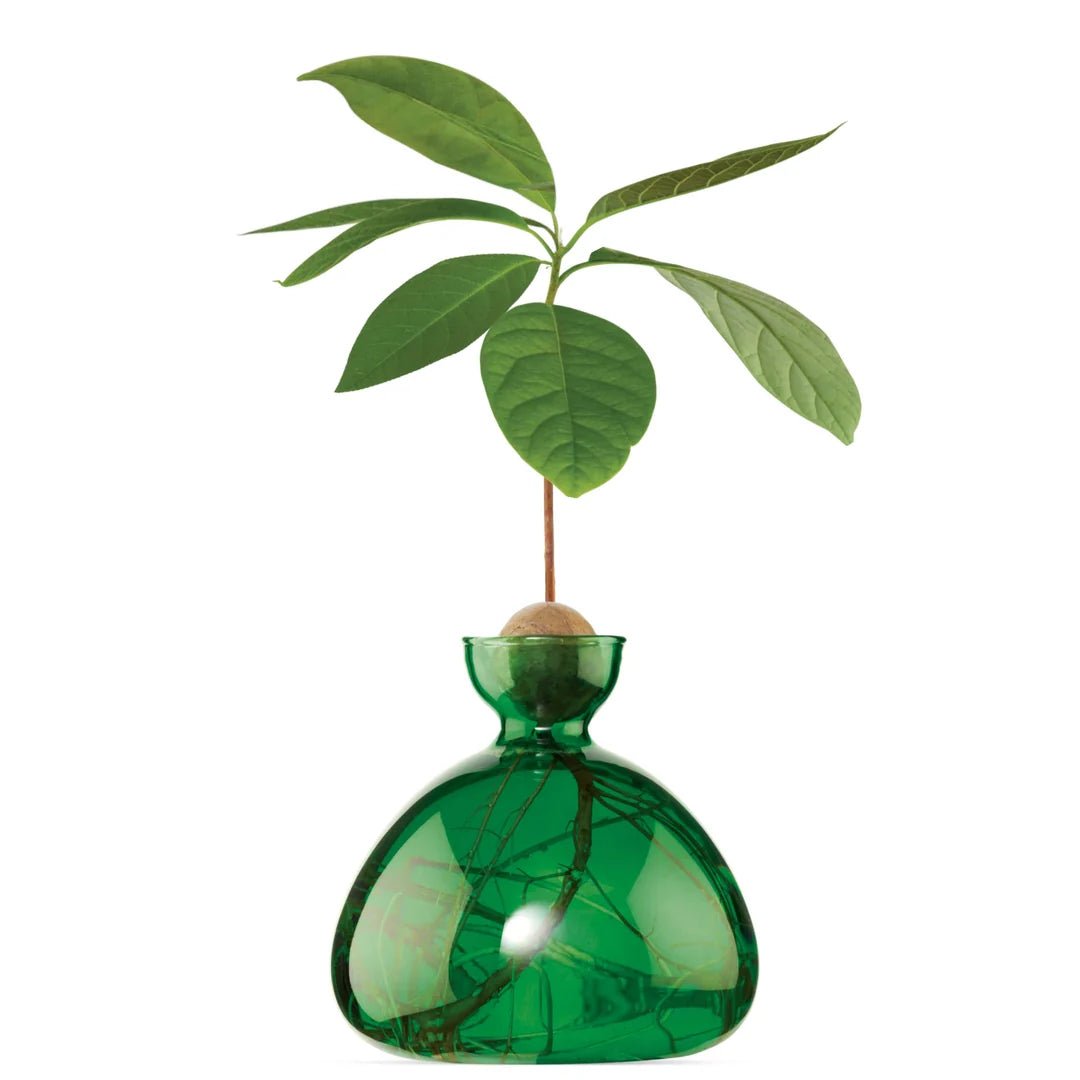 Glass Avocado Vase by Bella Cucina – Vase