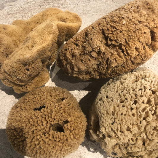 Large natural sponge at Bella Cucina in Atlanta