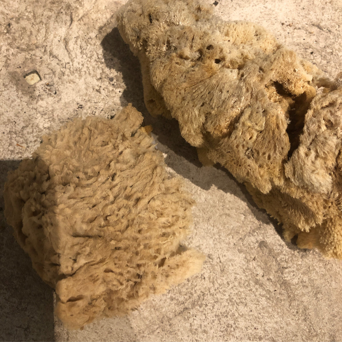Natural sea sponge, small, at Bella Cucina in Atlanta