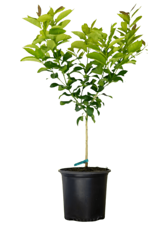 Bella Cucina - Potted Lemon Tree for Home & Garden - 